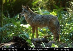 coyote2