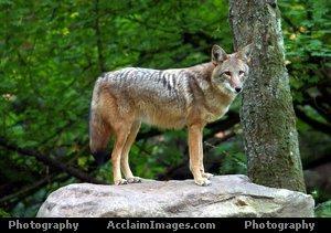 coyote1