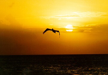 Aruba